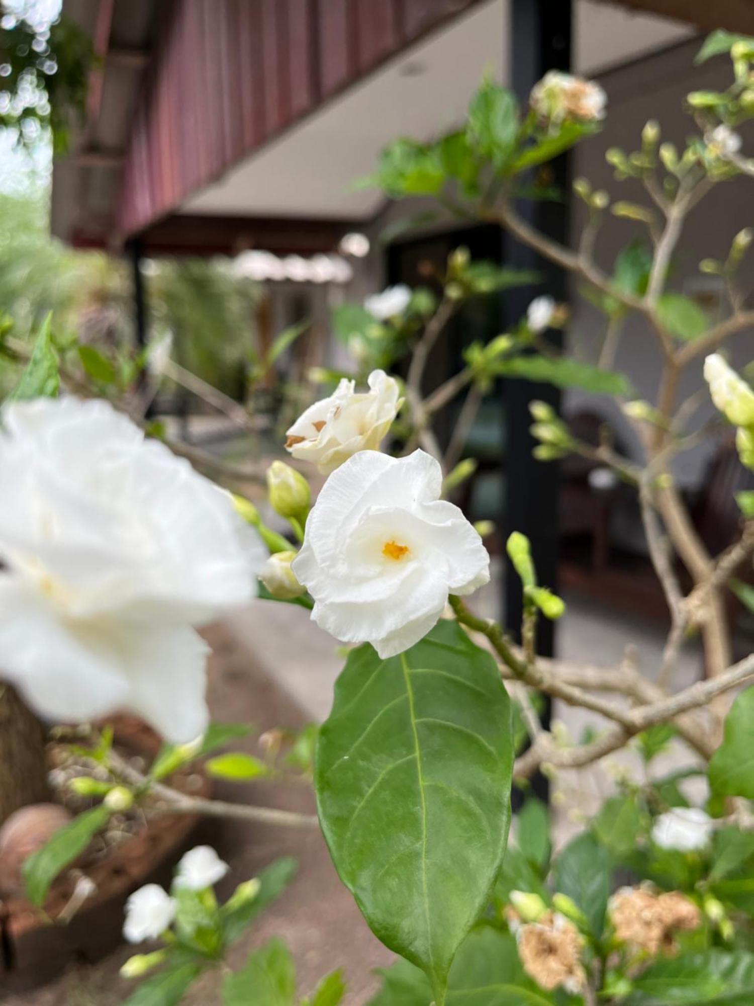The Cosy Sunset Beach Resort & Restaurant Thong Sala Esterno foto